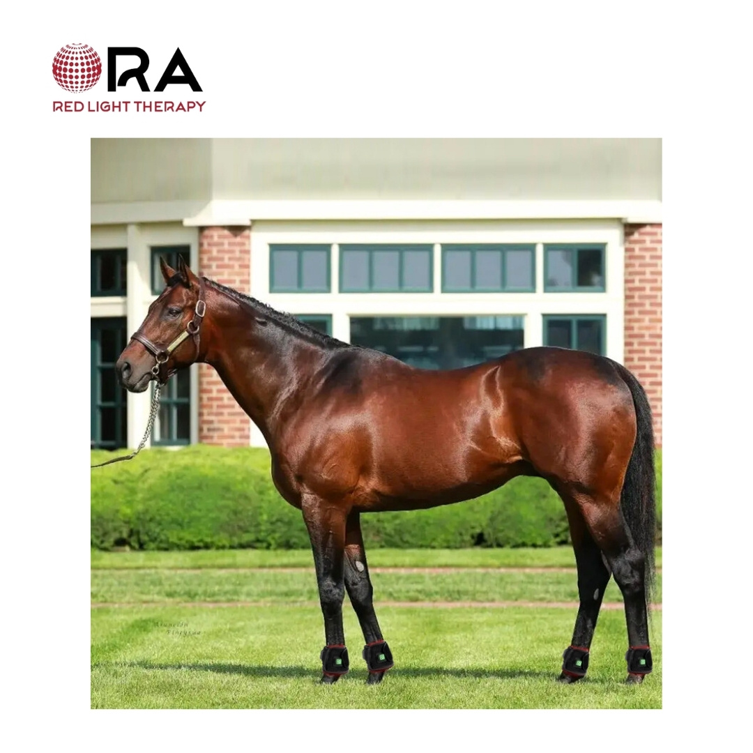 SG-WP-FT ORA for HORSES HOOF 05